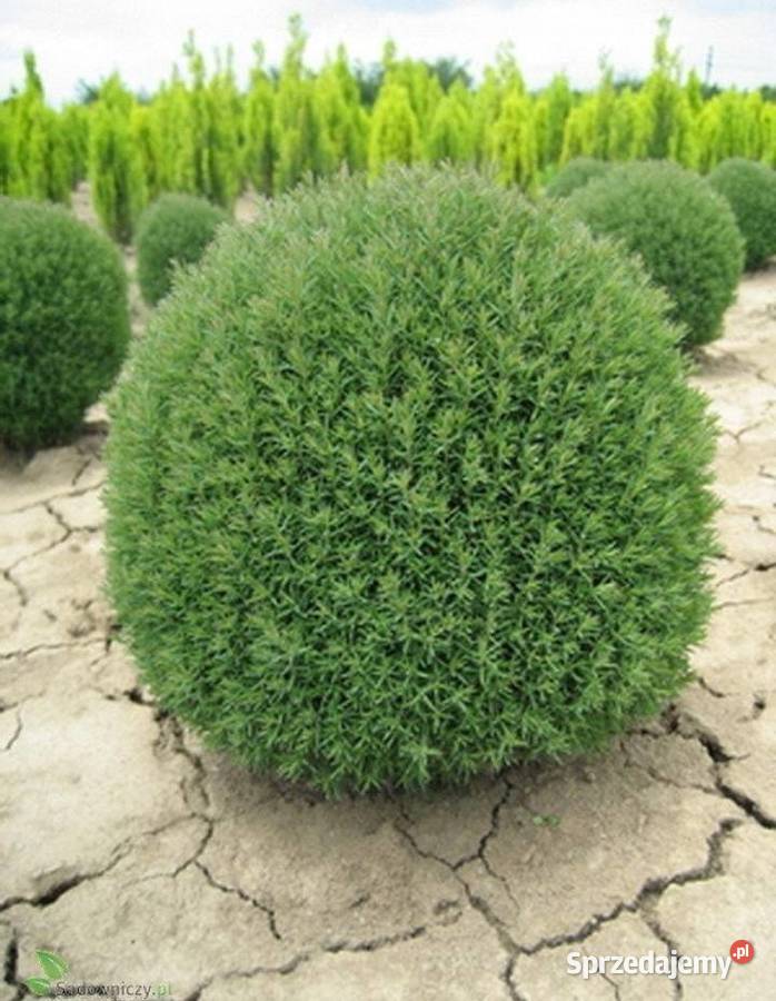 Tuja Teddy Iglaste świętokrzyskie