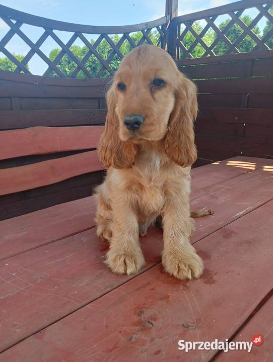 Sprzedam Cocker spaniel angielski Zwierzęta Bytoń