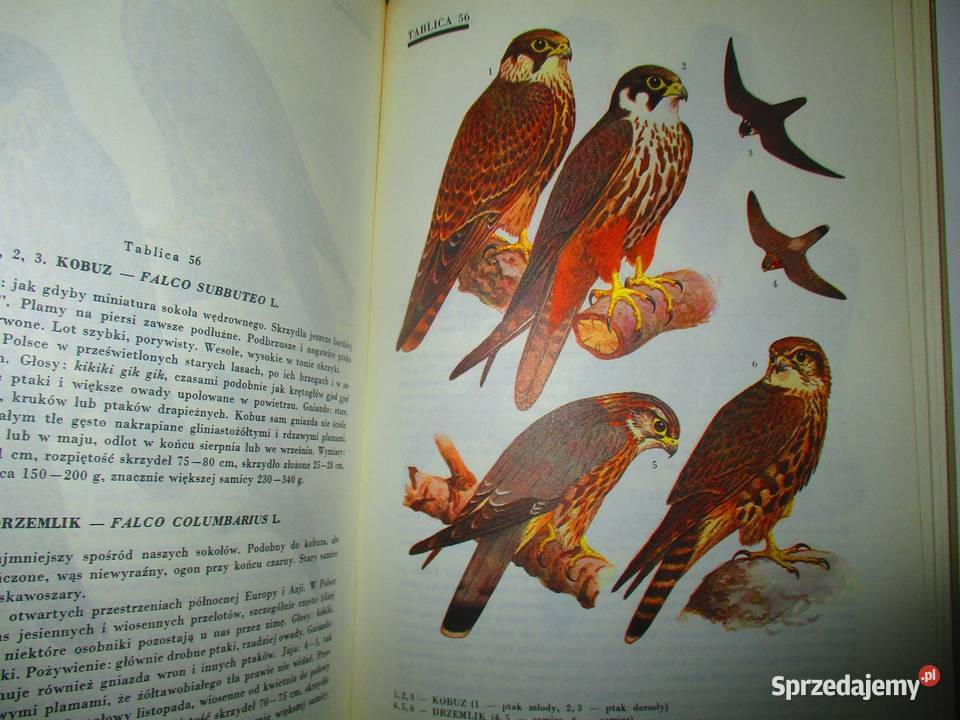 Głos przyrody Kowalewska Kownacka przyroda