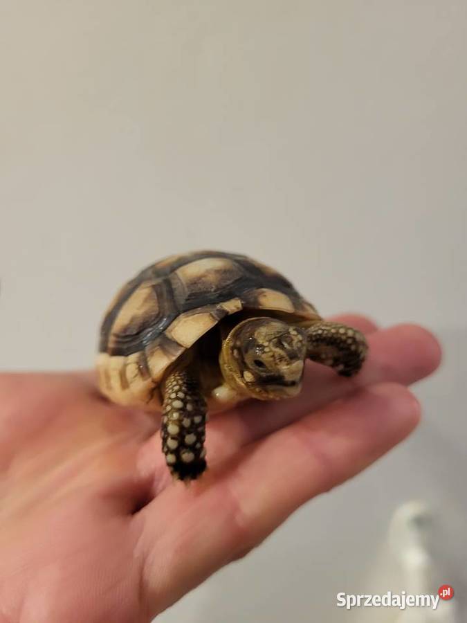 Żółw do adopcji opolskie Opole sprzedam