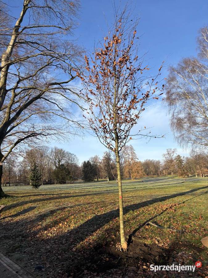 Mulczowanie koszenie wycinka darniowanie usługi
