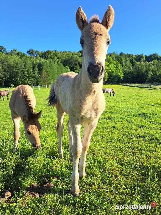 Konie Konik polski Ogierek
