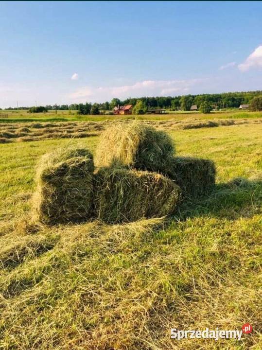 Siano ekologiczne Biskupin k Chojnowa sprzedam