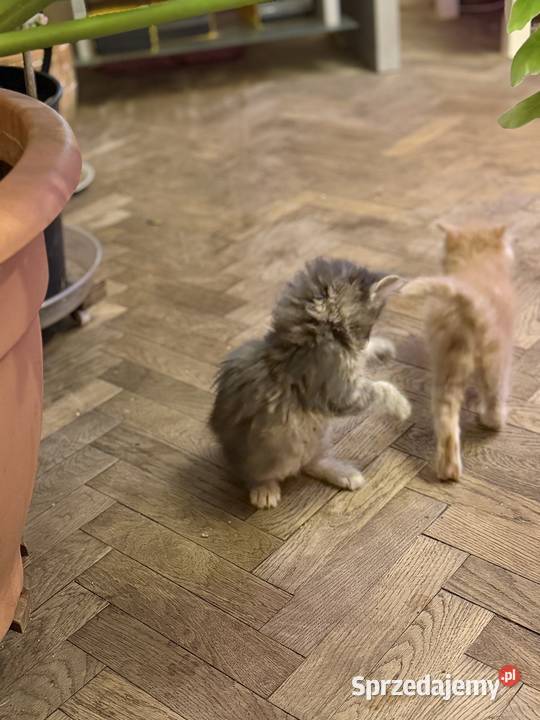 Kociczka szylkretką niebieska Maine coon FIFE mazowieckie Warszawa