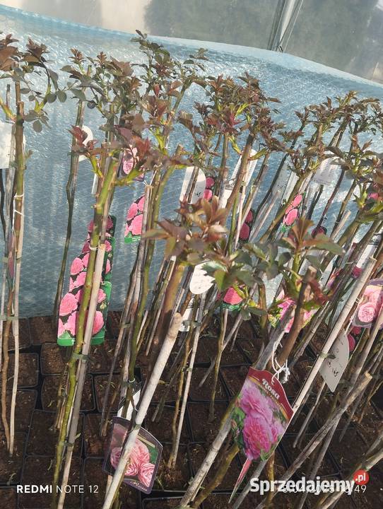 Róża sztamowa Nowy Pożóg