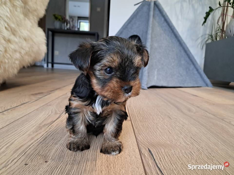 Yorkshire Terrier sprzedam