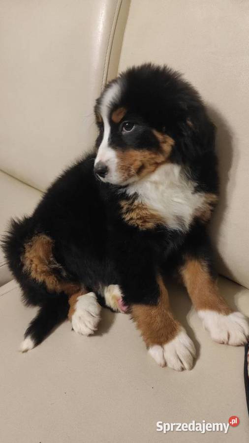 berneńskie psy pasterskie