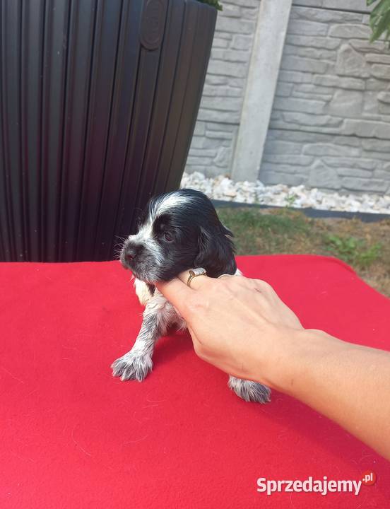 Cocker Spaniel Angielski Suczka Jutrosin