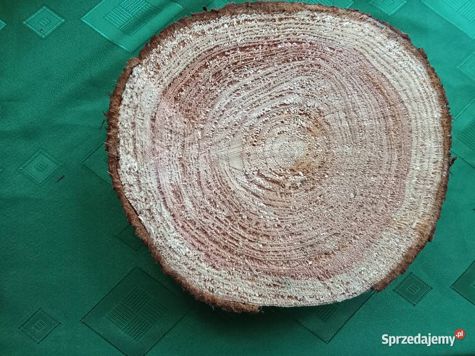 Duży krążek z naturalnego drewna Łódź sprzedam