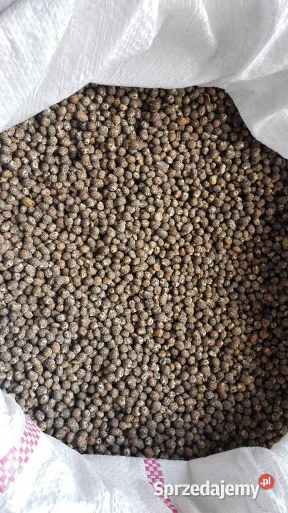 Łubin wąskolistny niebieski gorzki sprzedam