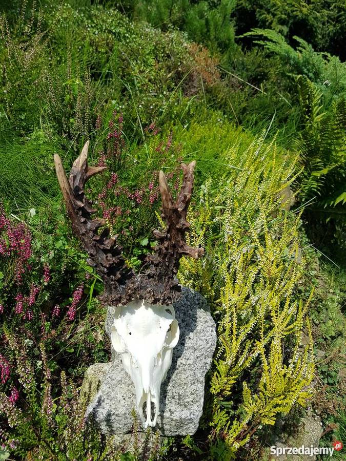 Parostki kopie mocny Węgier