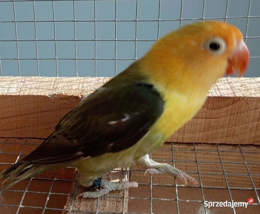 Nierozłączki Wadowice Dolne