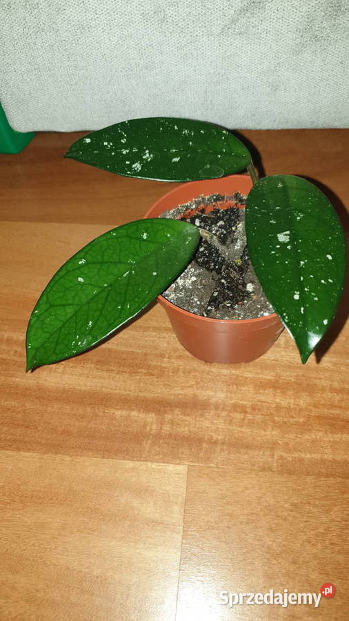Hoya hoja kwiat rosnący Warszawa