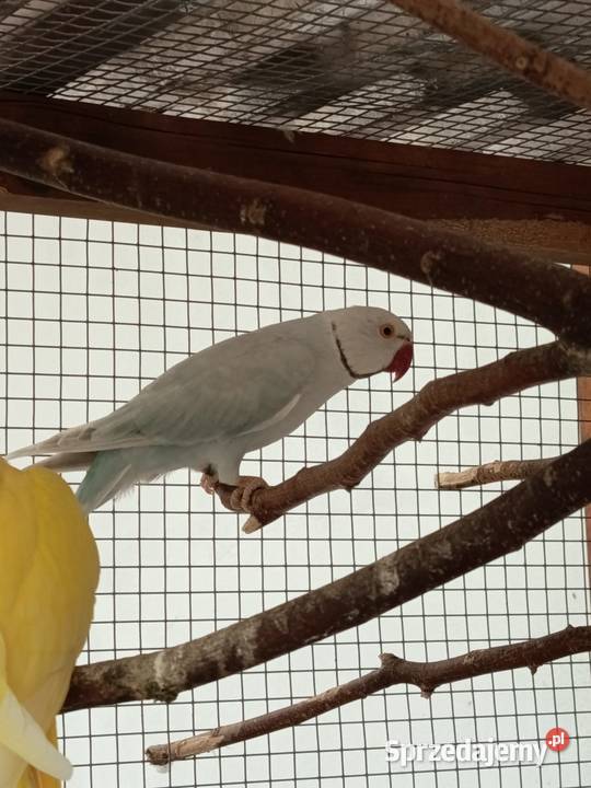 Aleksandritta obrożna Nowy Świętów