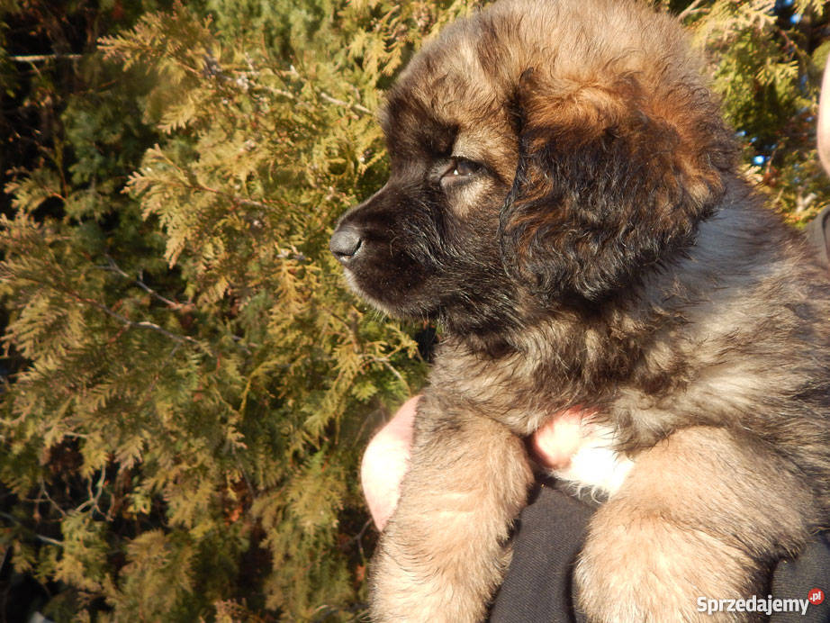 Leonberger Kwilcz