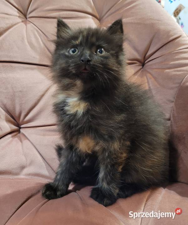 Maine Coon