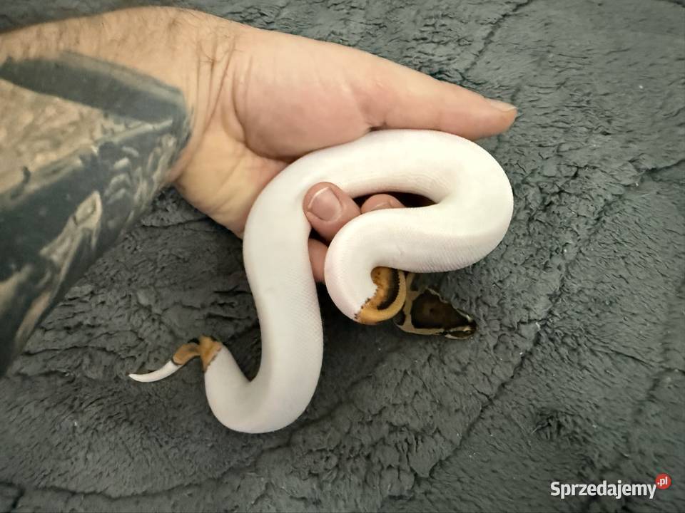 Pythony królewskie Piebald het clown Bogatynia sprzedam