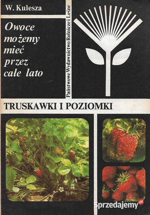 Truskawki i poziomki W Kulesza Poradniki, albumy i reportaże Puławy