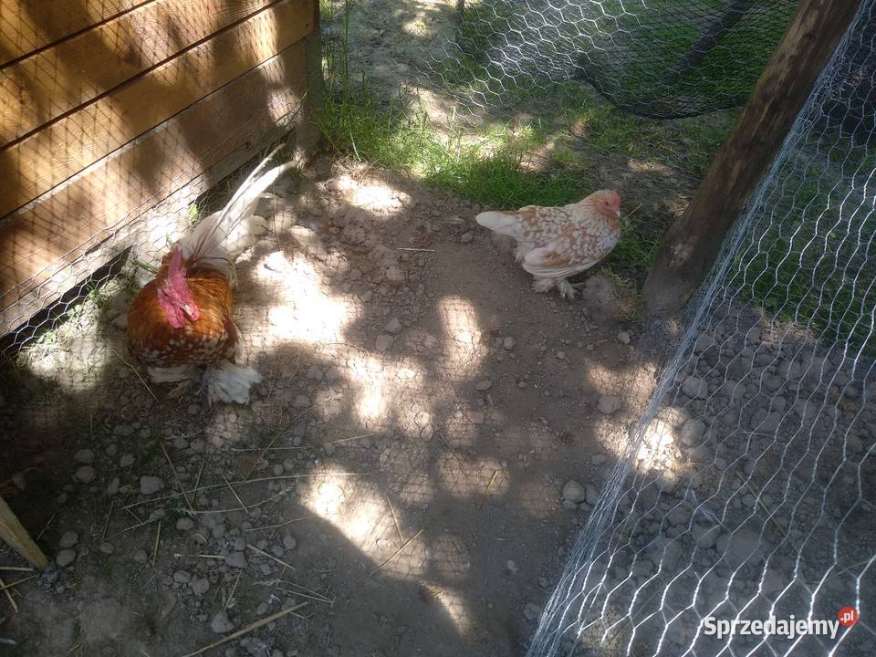 Jaja lęgowe karzełek łapciaty kochin karzełek Krzemienica