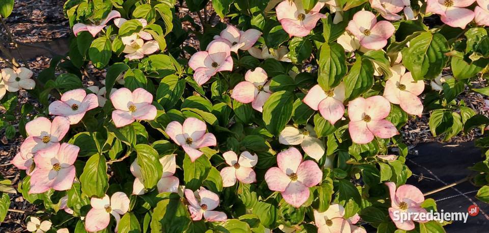 Dereń kousa China Girl Satomi Beni Fuji Teutonia Knurów