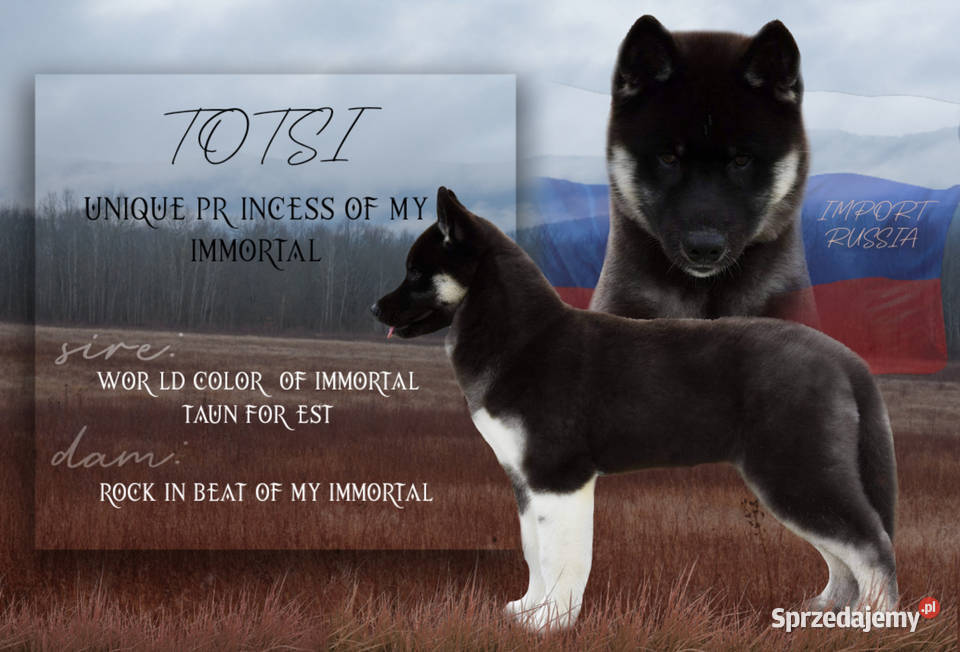 Szczenięta Siberian Husky ZKwPFCI podkarpackie Kolbuszowa