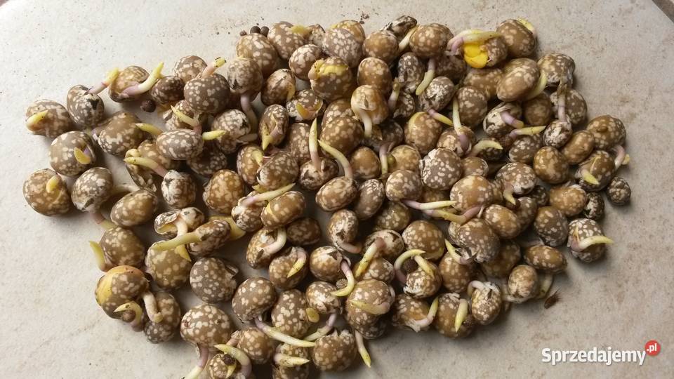 Łubin Karo Wąskolistny gorzki Pozostałe Iłża