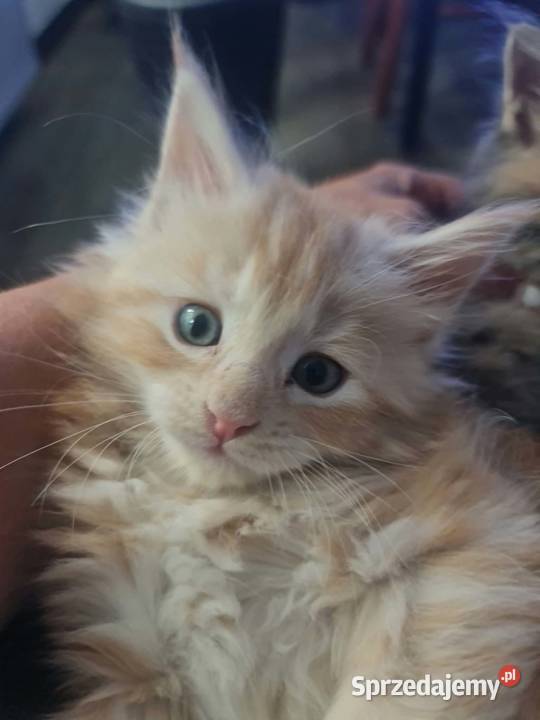 Maine Coon z rodowodem WCF MonsterlandPL Kocięta Bożków