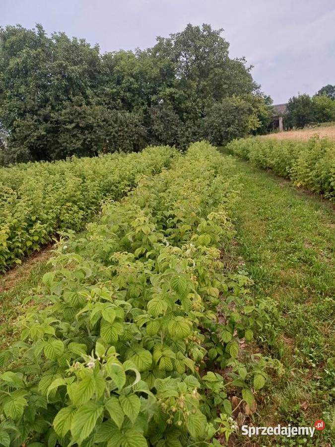 Sadzonki maliny Sugana Pozostałe lubelskie Zamość