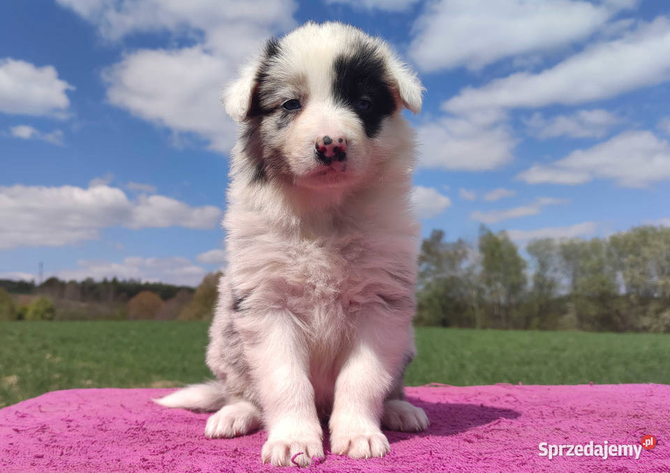 Cudowny Border Collie blue merle pies z hodowli podkarpackie