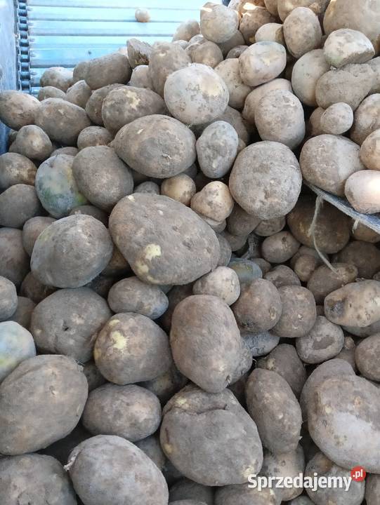 Ziemniaki winieta Rośliny okopowe Bolesławiec sprzedam