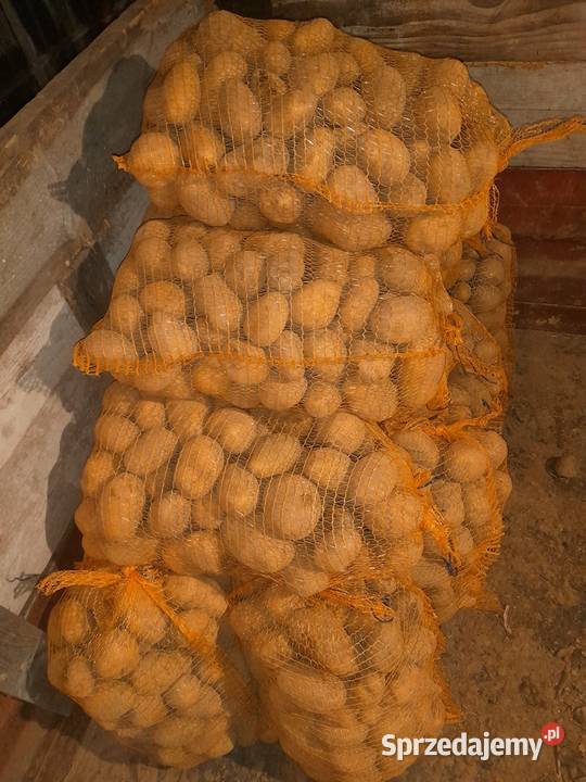 Owies Bingo zbiór 2025 małopolskie Pcim