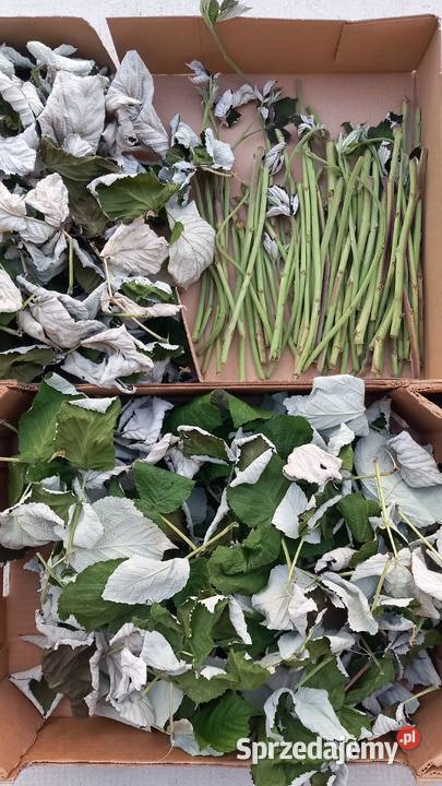 Malina suszone liście suszone łodygi gałązki małopolskie