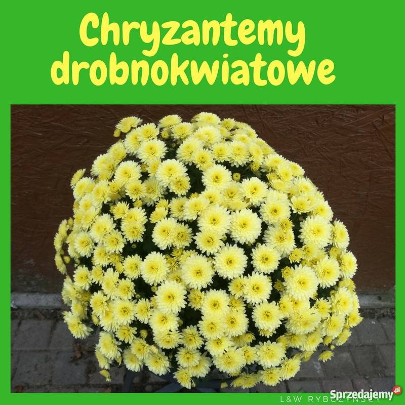 Chryzantemy doniczkowe wielkokwiatowe i łódzkie Wrząca
