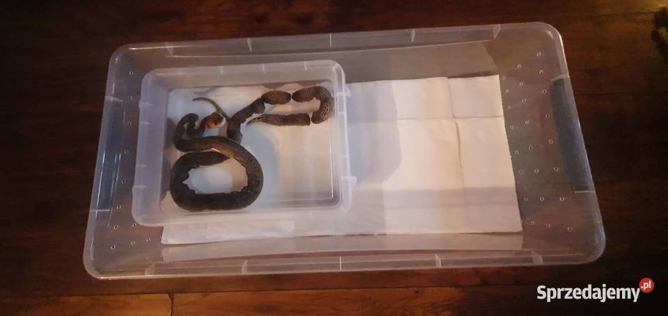 Pyton siatkowany Sosnowiec sprzedam