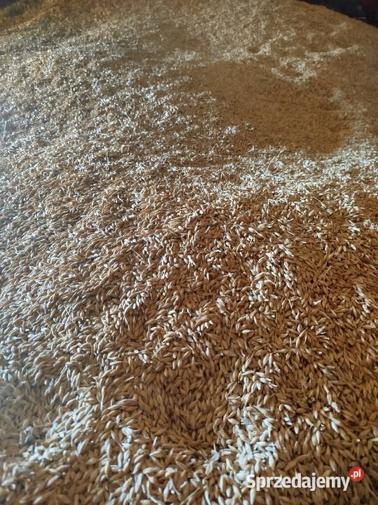 pszenica jęczmień owies Zboża Dąbrowa