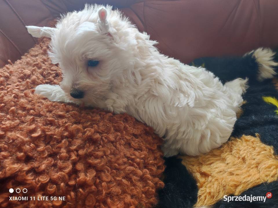 West highland white terrier szczenięta Przystajń