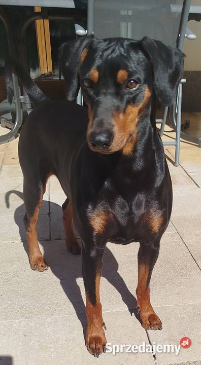 Pinczer Średni szczeniaczki Sandomierz