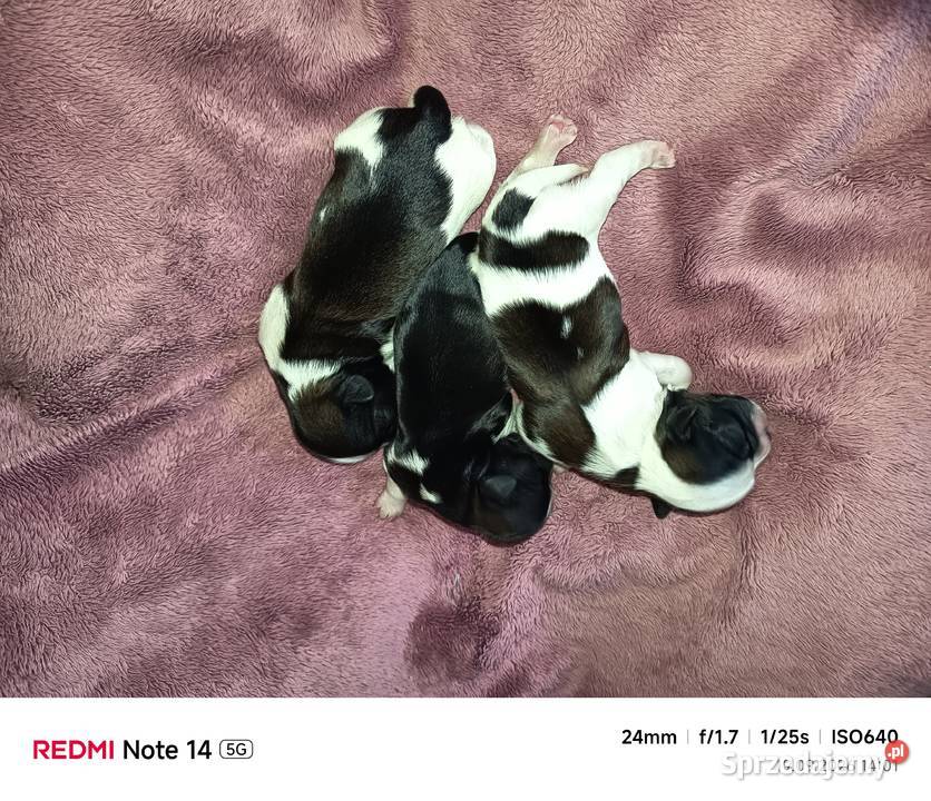 Szczeniaki Shihtzu małopolskie Staszkówka sprzedam