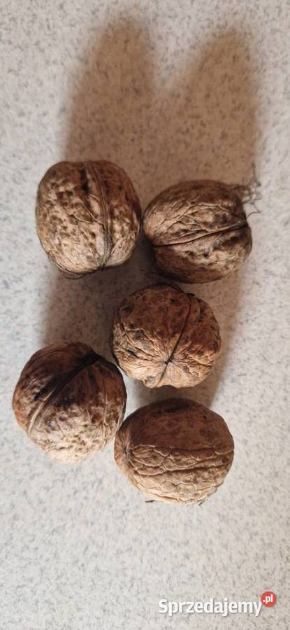 Orzechy włoskie Orzechy Milin
