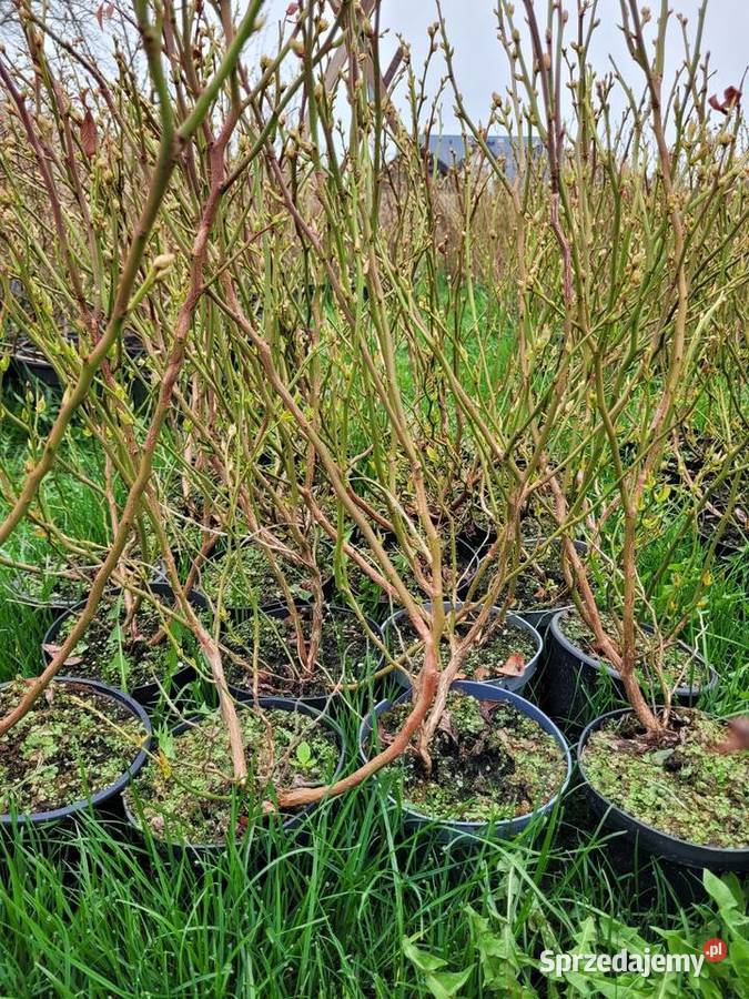 6 letnie ponad metrowe krzewy Borówki Żłobizna