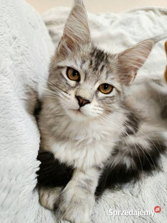 Kotka Maine Coon z rodowodem FPL Opal Wonder Czempiń