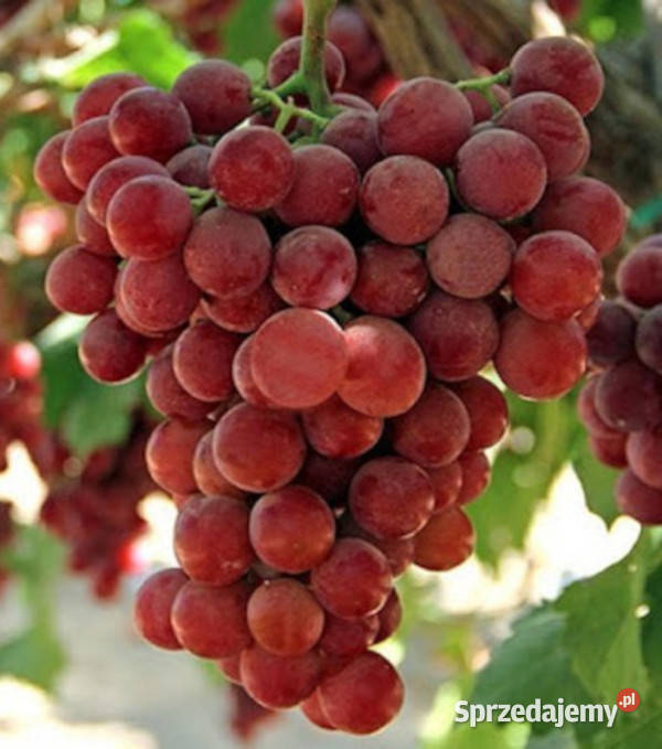 WINOROŚL SWENSON RED Vitis sadzonki w doniczkach Ustronie