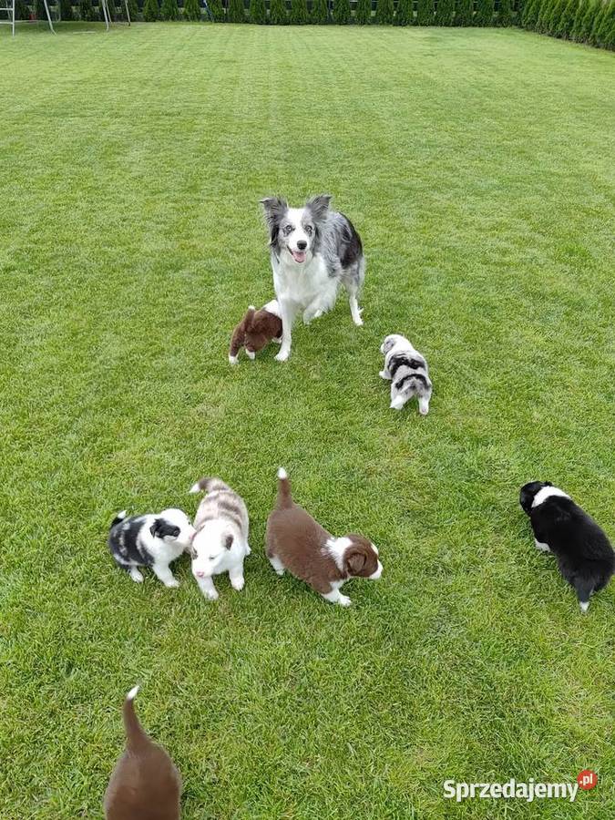 Border Collie RedMerle Szczecinek