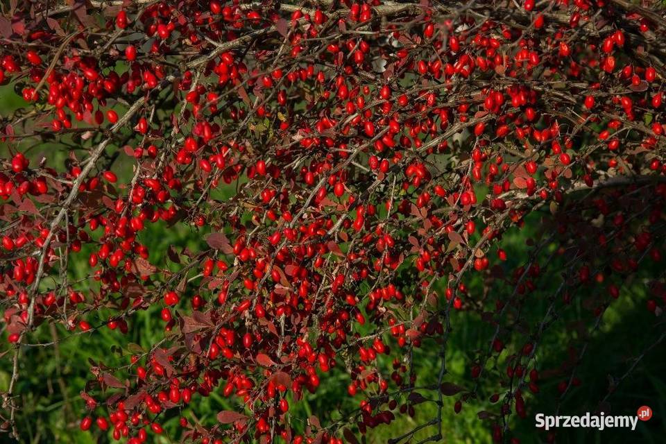 Berberys Thunberga Atropurpurea 2030 donica 3 l