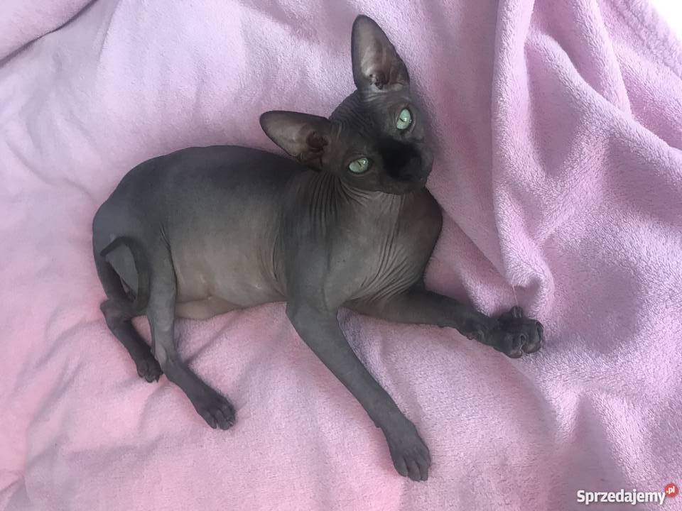 Kot Sfinks Kanadyjski Sfinks wielkopolskie Konin