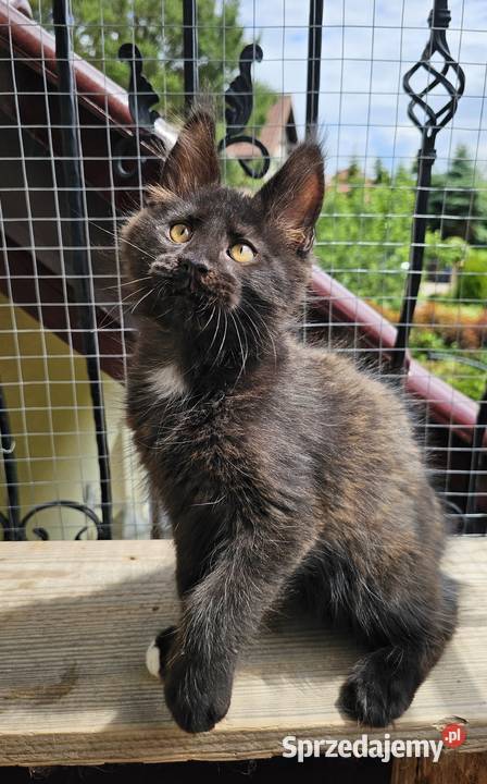 Towarzyski Maine Coon FPL Gdańsk sprzedam