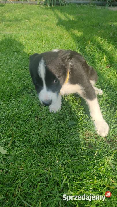 Szczeniaki border collie Tomaszów Mazowiecki