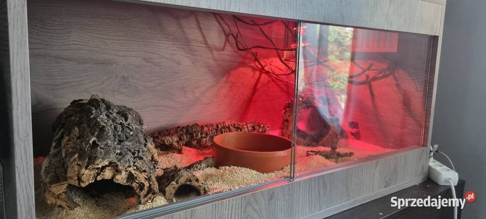 Wąż zbożowy z terrarium Gady i płazy małopolskie Bobrek sprzedam