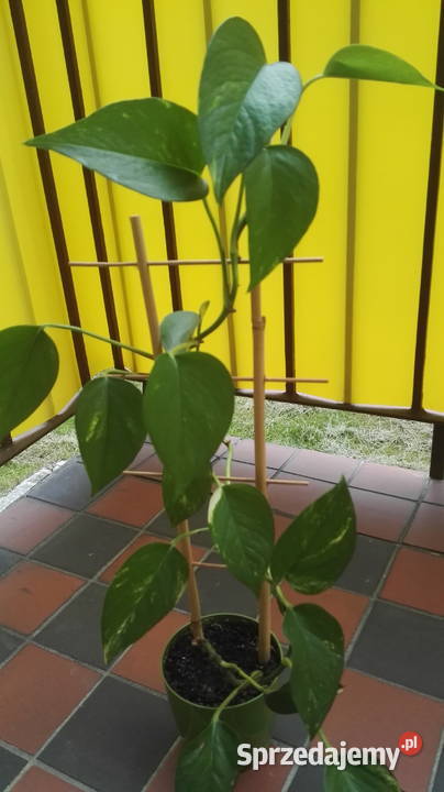 Sprzedam kwiatka filodendron łódzkie Zelów