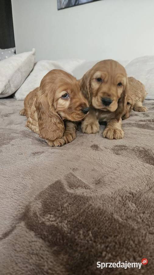 Cocker Spaniel szczeniaki świętokrzyskie Busko-Zdrój
